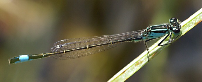 BIO-EB-agrion-adulte