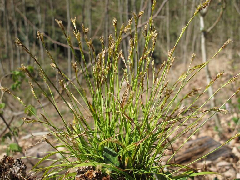 BIO-EB-carex