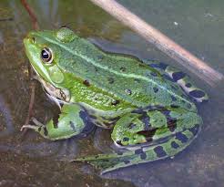 BIO-EB-grenouille adulte