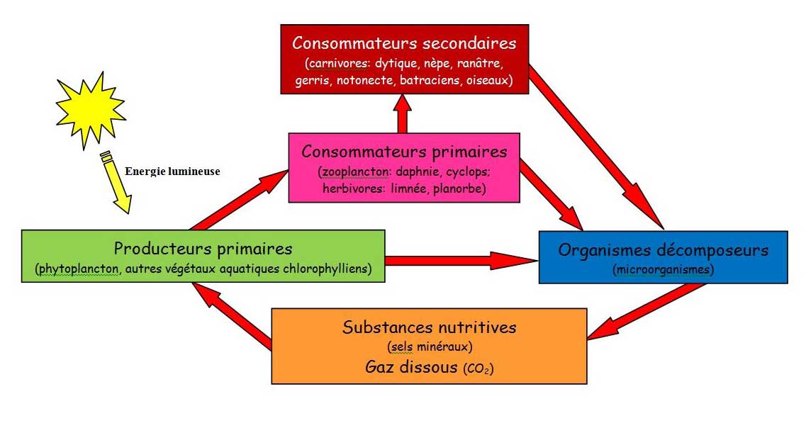 BIO-EB-tableau-interdépendance-espèces