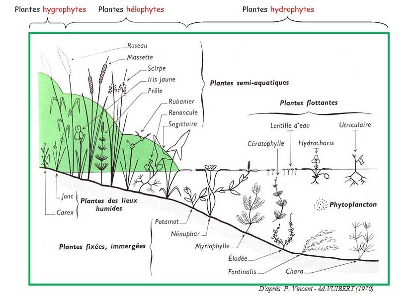 BIO-EB-typebiologiquevegetaux