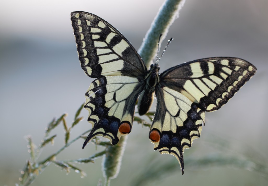 Machaon, la Rosière à l'Isle-Adam