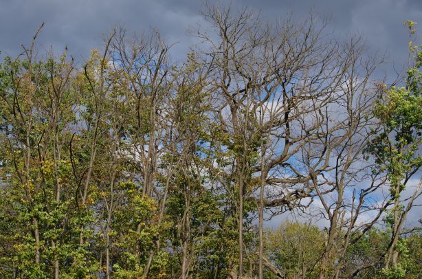 Arbres morts en forêt de l'Isle-Adam