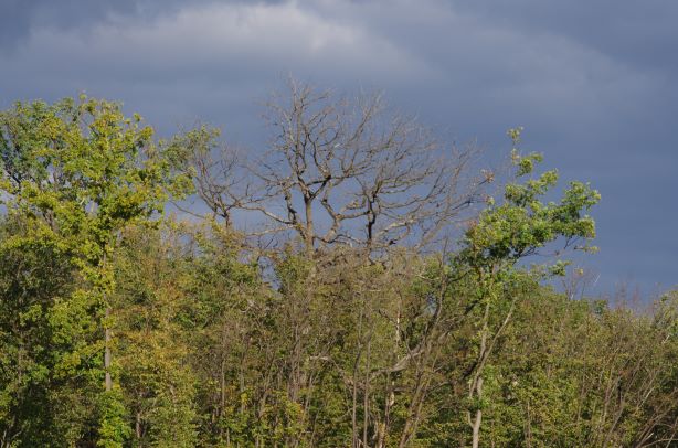 Arbres morts en forêt de l'Isle-Adam