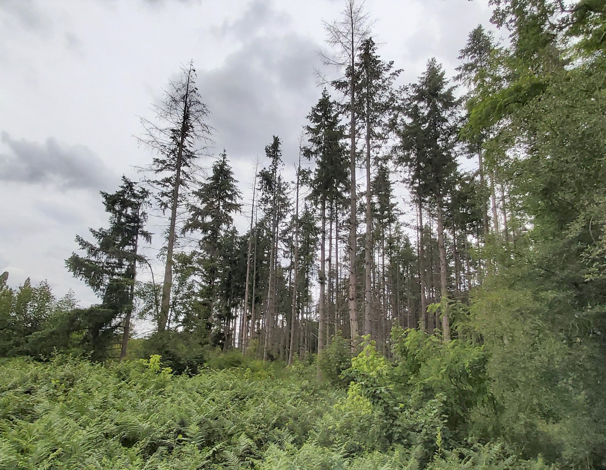 Dépérissement conifères parcelle 2 en forêt IA