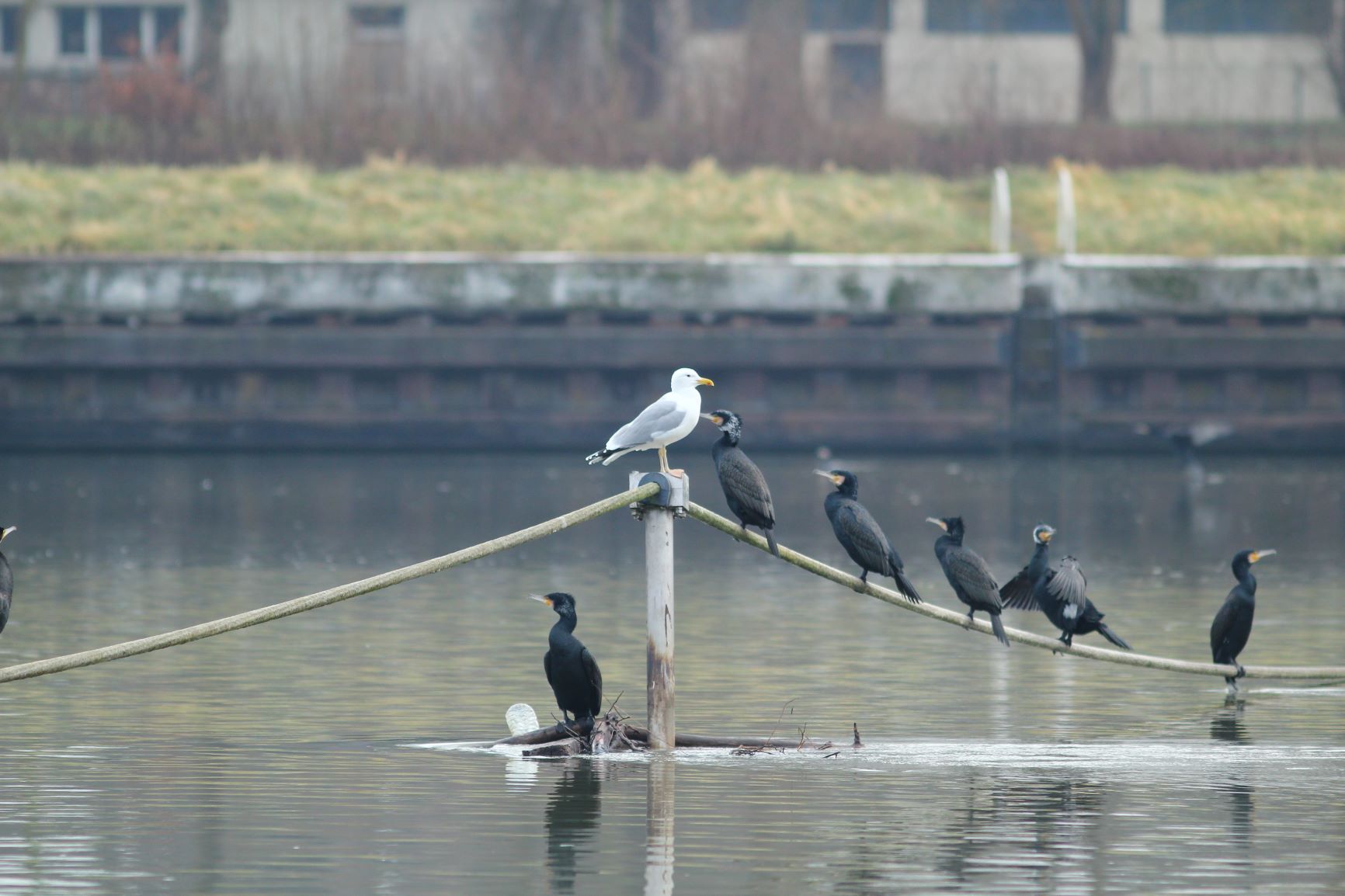 Goéland pontique au barrage de l'Isle-Adam