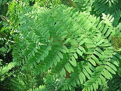 Osmonde royale en forêt de Montmorency