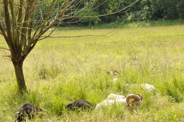 Les moutons de Ouessant