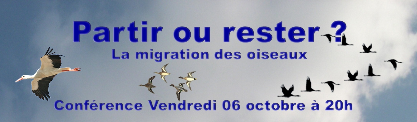 migration des oiseaux