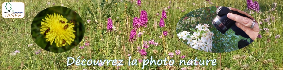 2026 Bandeau Macro Photo