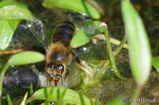 Abeille se désaltérant