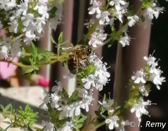 Abeille sur fleur de thym