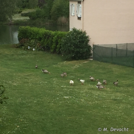 Pas de confinement pour les oies