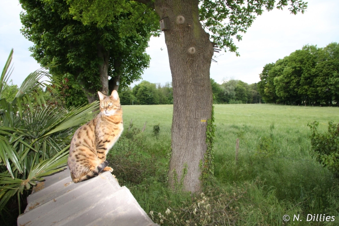 Chat aux aguets