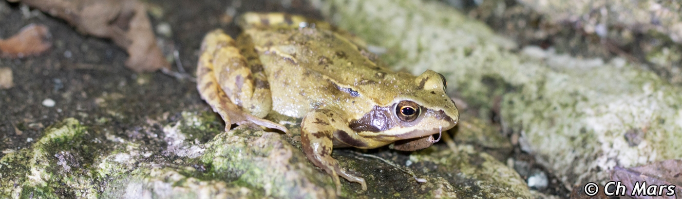 Rapport migration amphibiens