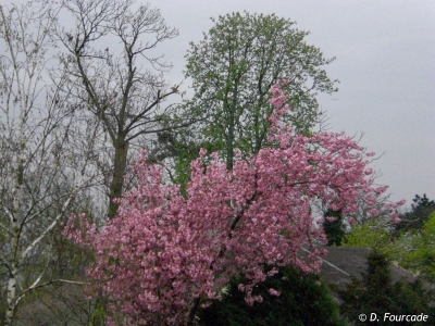 Arbre fleuri