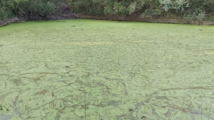 Prolifération de lentilles d'eau