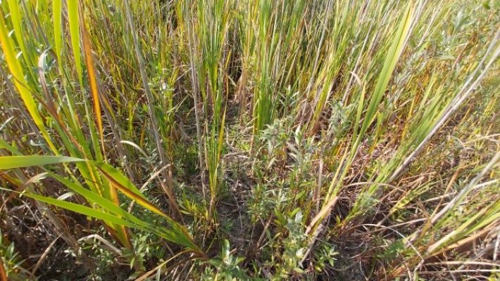 Mare de la Rosière, espace de biodiversité à la Rosière