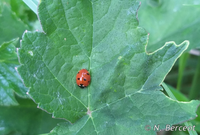 Coccinelle à 7 points