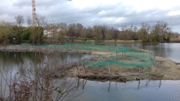 Première plantation de la roselière à la petite plaine