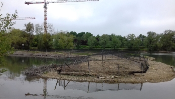 Deuxième essai de plantation de la roselière à la petite plaine en 2019