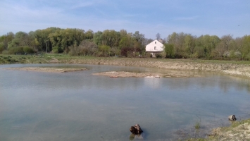 La roselière de l'étang de la Rosière