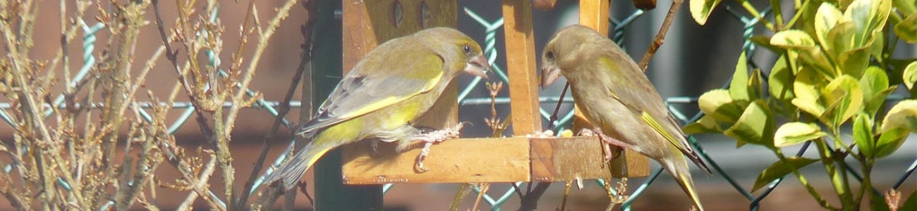 Nourrir les oiseaux en hiver