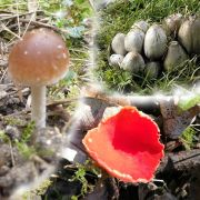 Comptes rendus des sorties mycologiques