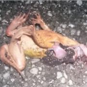 Migration des amphibiens 2023 - Appel à bénévoles