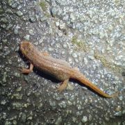 La migration des amphibiens, le rapport 2024