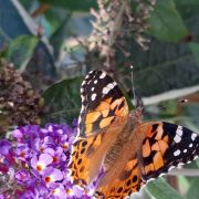 Sorties Photos Macros