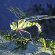 Diversité biologique ou "Biodiversité", qu'est-ce que c'est ?