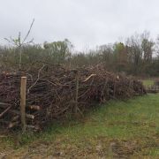 Une haie sèche à la Rosière