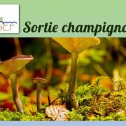 Historiques sorties "champignons" de IASEF