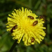 Biodiversité