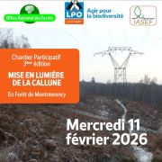 Chantier participatif Callune en foret de Montmorency